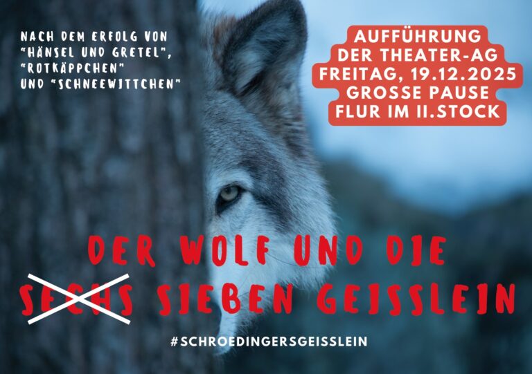 Ein Wolf blickt aufmerksam durch verschneite Tannen, sein Fell ist grau und weiß